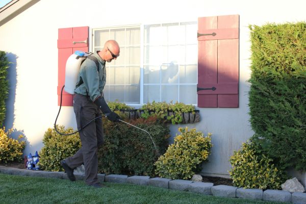 Choisir le service de dératisation efficace en Île-de-France
